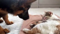 German Shepherd Puppy Meets Mom Cat with Newborn Kittens for the First Time 23