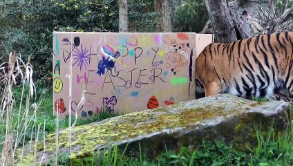 Tiger Treats at Edinburgh Zoo