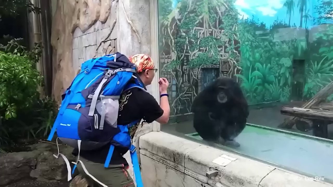 When Animals Is More Fun Than Usual -  Funny Animal Videos 2023