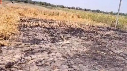 समस्तीपुर: इस गांव में शॉर्ट सर्किट से लगी भीषण आग, जला डेढ़ बीघा गेंहू का बोझा