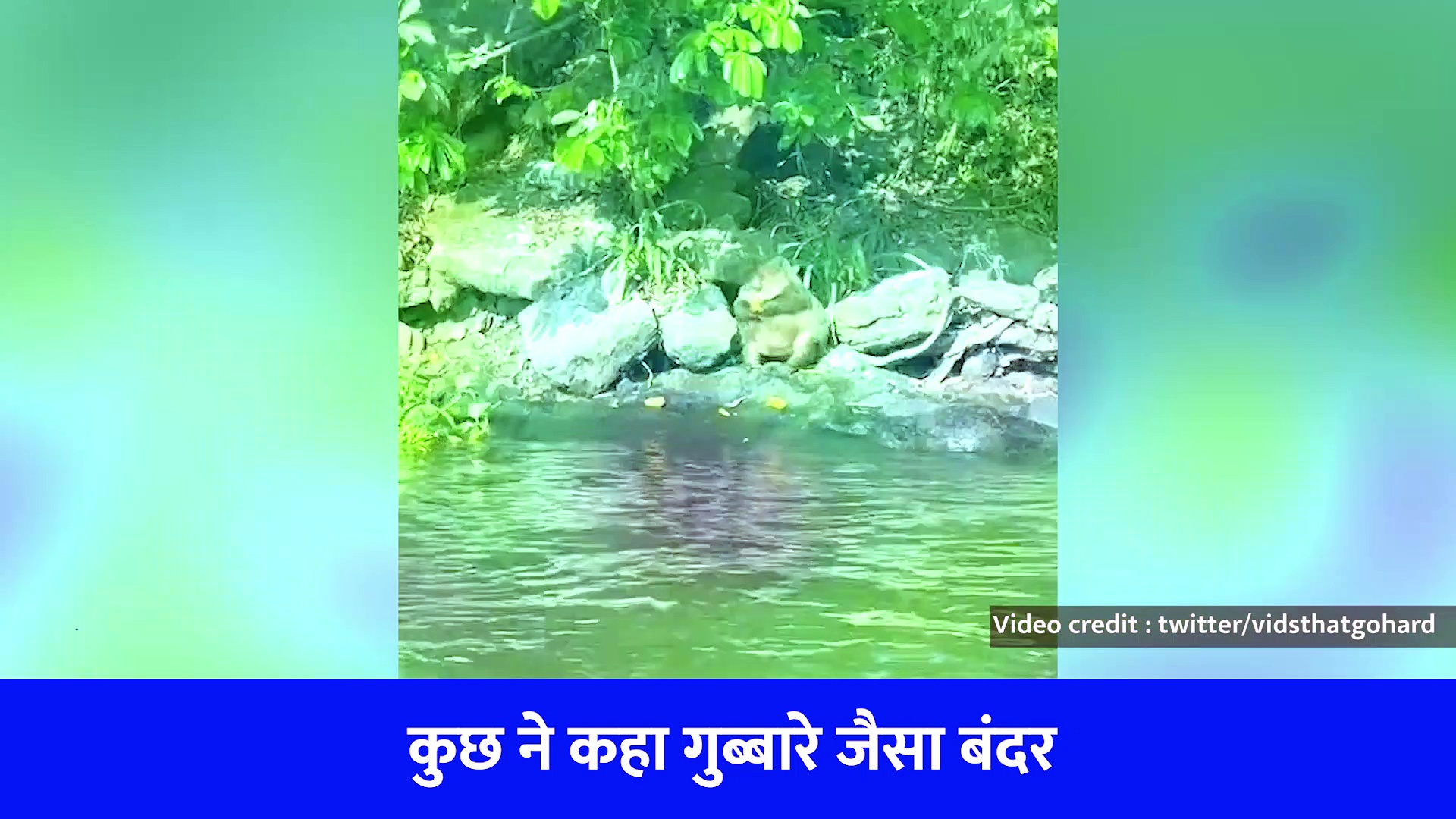 गुब्बारे जैसे गोल बंदर का वीडियो वायरल, लोगों ने कहा ये पेटू है, एक भी केला और खाया तो फट जाएगा