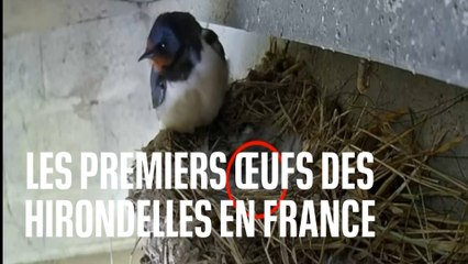 Les premiers œufs des hirondelles en France
