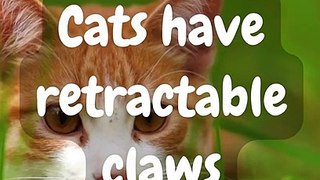 Cat Facts You Need To Know #shorts