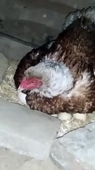 Aseel murgi new chicks