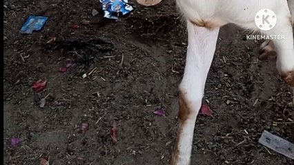 Goats of the Punjab (Pakistan)