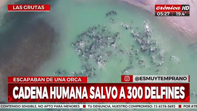 Cadena humana salvó a 300 delfines que habían quedado varados