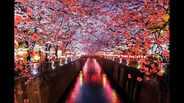 Relaxing music japanese cherry blossom