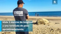 Playa de Puerto Peñasco recibe “inusual” visita, amanece con un elefante marino de 3 metros