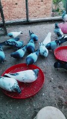 Masha Allah ❤️ || kashmiri pigeons #viral #pigeons @minizoopets