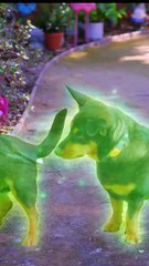 Film it .yourself brings Bub the ghost .Dog to live action in a behind  the green screen peek!