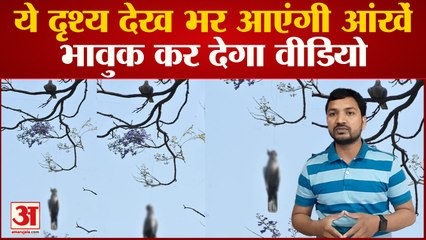 जीवन की डोर काट रहा चीनी मांझा: ये वीडियो देख हर आंख हुई नम, कब तक यूं ही दम तोड़ते रहेंगे बेजुबान?