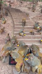 Monkey steal Mangoes