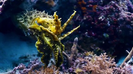 「アニマル・アインシュタイン ＃５」BBC Earth 2022