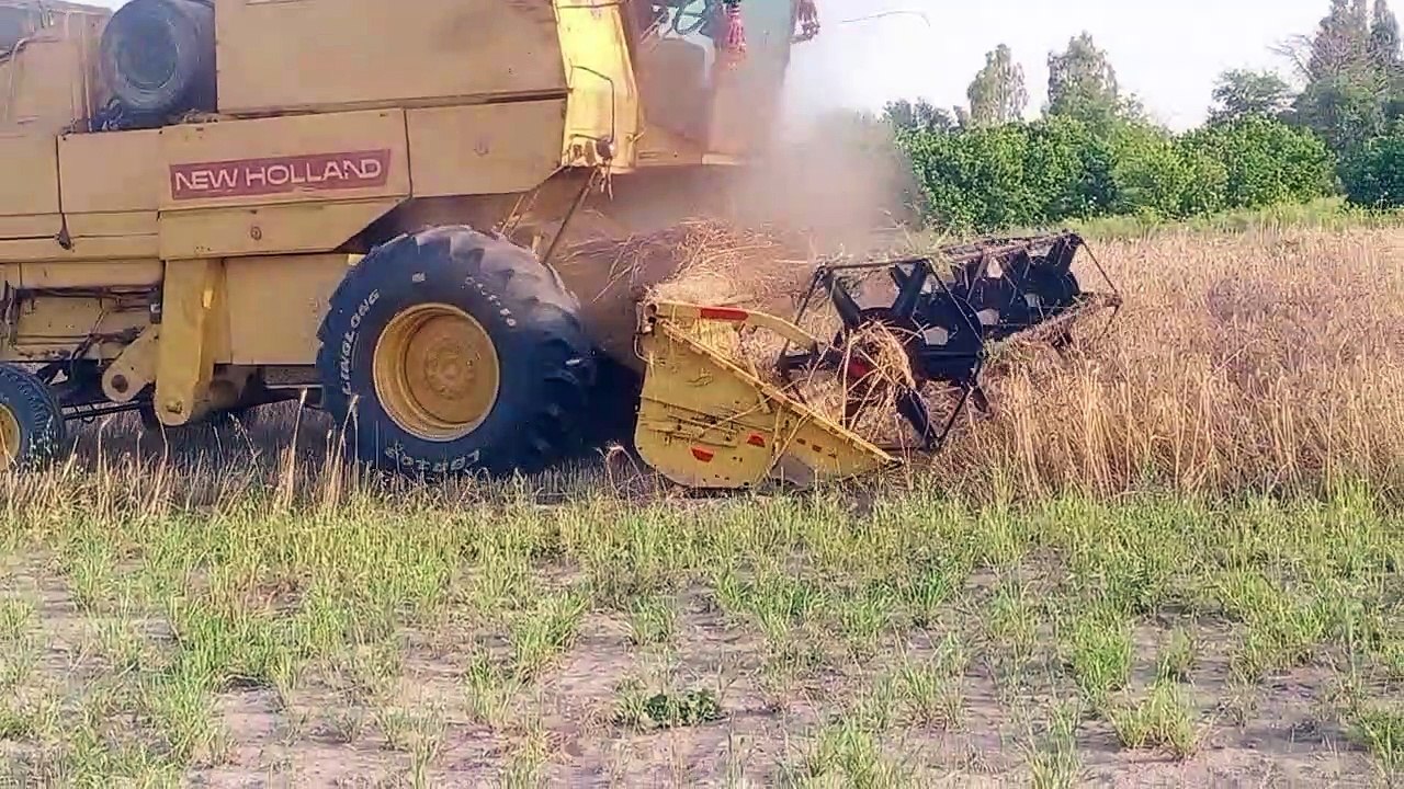 گندم کی کٹائی 2023