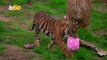 London Zoo Animals are ‘Egg-cited’ for Easter
