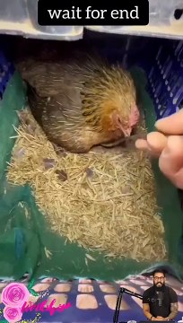 Tranding Tranding Videos Today Tranding Shorts #tranding #trandingshorts #shorts #viral 7-4-23 (1)