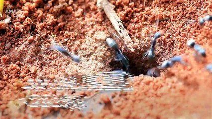 Invasive Ant Species in Florida Taking Over By Working with Other Ant Population