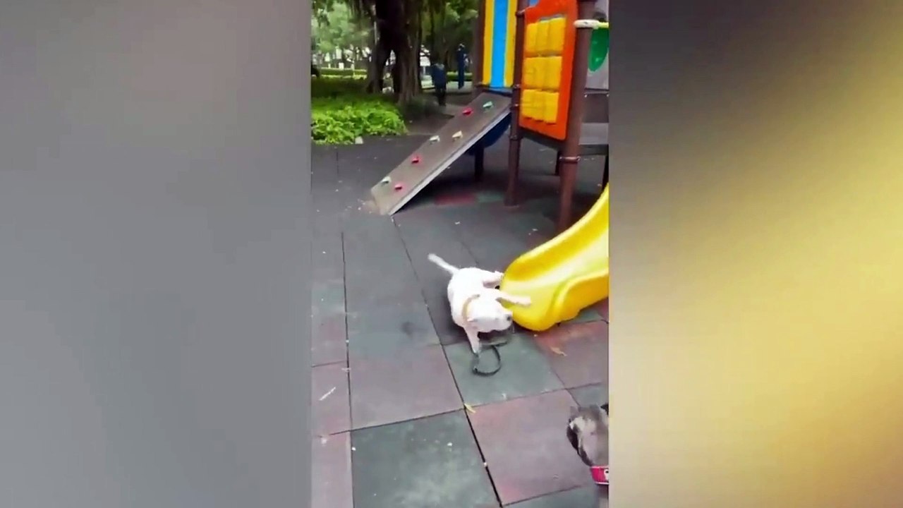 funny animal videos