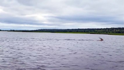 La course poursuite intense entre une gazelle et des crocodiles dans une rivière