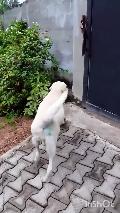 I want to buy  bread