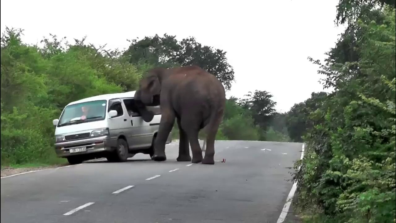 wonder woman back _wildelephant