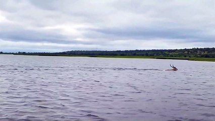 La course poursuite intense entre une gazelle et des crocodiles
