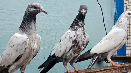 Best Of Home Breeder Baby Pigeons 100% Resulted Baby Pigeons -Pigeons Gallary