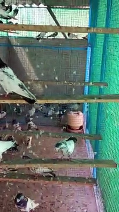 Must watch Teddi Pigeons World Best Breeder Set Up Form -Pigeons Gallary