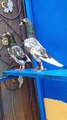 Best Breeder Pair for Sale 100 % Resulted available In Lahore Pakistan - Pigeons Gallary
