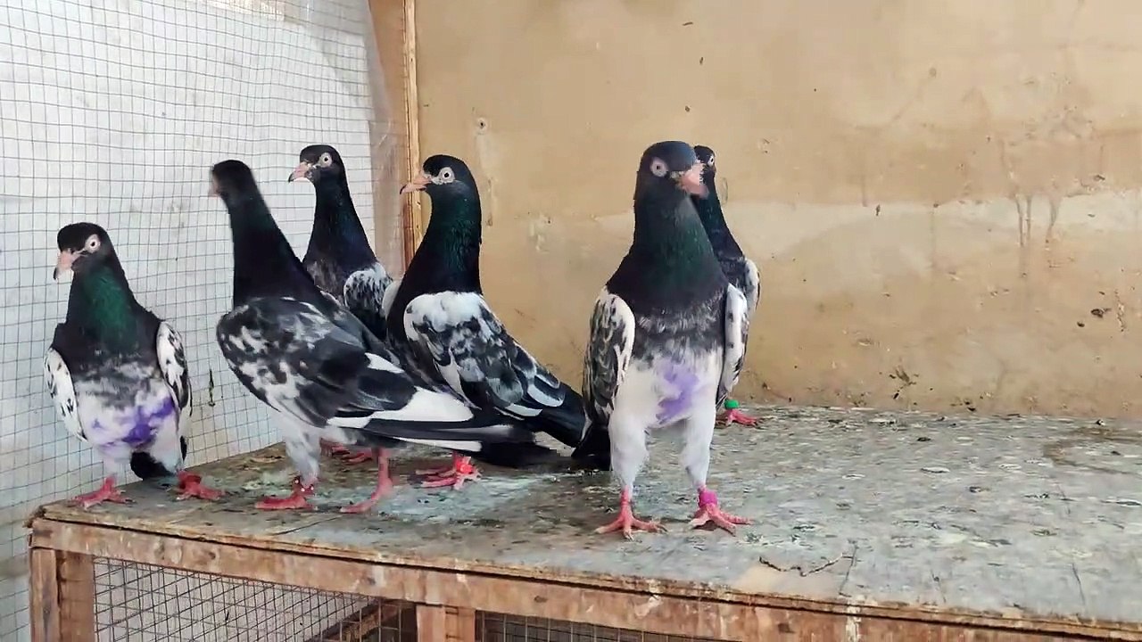 Mashallah 3 Royal teddy pairs check the priority -Pigeons Gallary