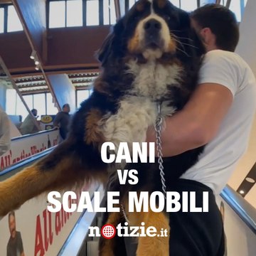 Cagnolini e scale mobili non vanno molto d’accordo