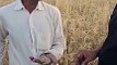 In Hanumangarh, the team went to the fields and took samples of wheat, farmers are worried due to fading of shine