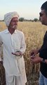 In Hanumangarh, the team went to the fields and took samples of wheat, farmers are worried due to fading of shine