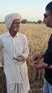 In Hanumangarh, the team went to the fields and took samples of wheat, farmers are worried due to fading of shine