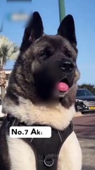 7 most deadliest dog breeds in the world  #shorts