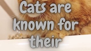 Cat Facts Shorts You Didn't Know