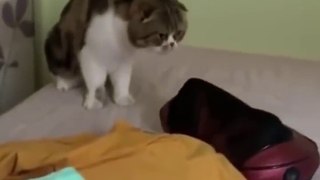 Funniest Cats and Dogs  - Funny Animal Videos #1
