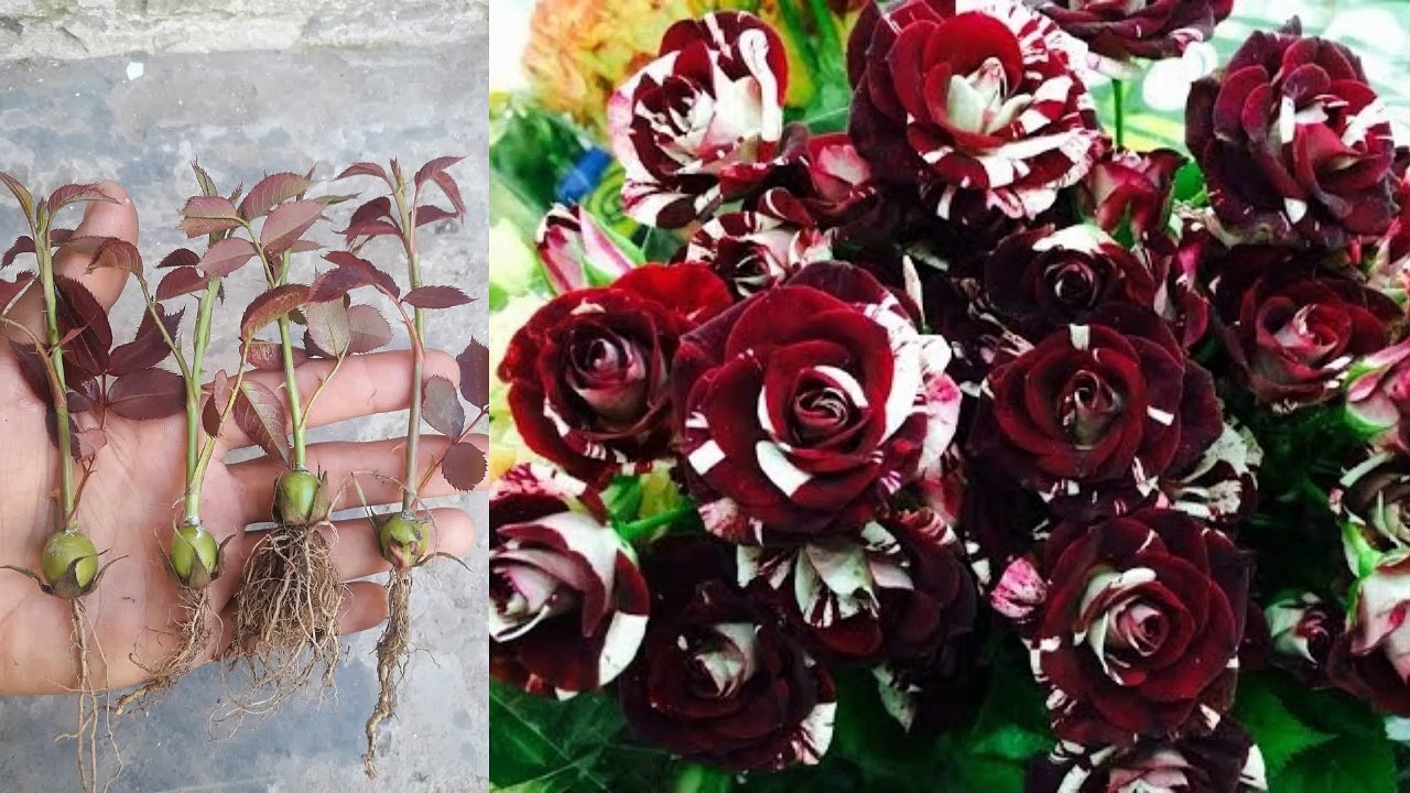 How to Propagation Rose Plant from Buds. All world does not know   #roses #gardeningcare