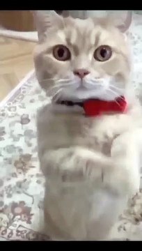 Funniest Videos 2022 Funny Cats _cute _cat _short _24(360P)