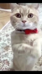 Funniest Videos 2022 -- Funny Cats -- _cute _cat _short _24(360P)