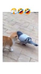 Cat and pigeon fight , billi Aur kabutar ki larai