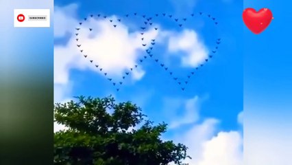 Flying birds silhouettes in shape of a heart ❤️ Sunset 