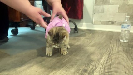 Kitten Doesn't Like Her New PJs