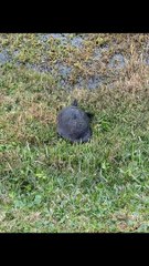 Returning A Turtle To Its Home