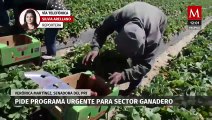 Senadora del PRI pide implementar programa urgente para sector ganadero