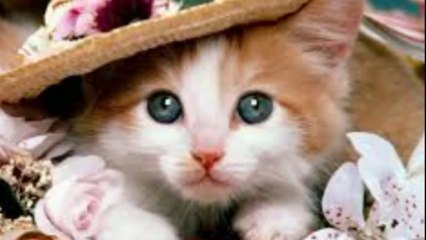 Ghar Mein Billi Nazar Ajaye Tou | Foran Ye Kam Kar Liya Karo | Naseeb Khul Jaye Ga | BestQuizInfo #viralvideo
