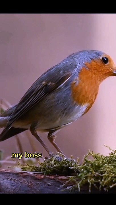 Bosses Can't Be Happy
