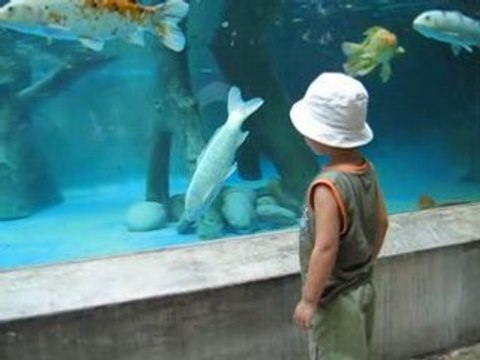 Sebastian viendo peces