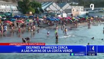 Costa Verde: Delfines son captados constantemente muy cerca a la orilla