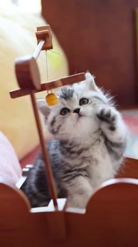 Funny cats reaction #catreaction #cat #viral #funny#trending #pets